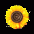 You are a Sunflower