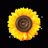 logo-sunflower